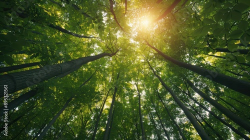 This captivating image captures sunlight shining through the dense canopy of a lush green forest, highlighting the serene beauty of nature and peaceful tranquility of the woods. photo