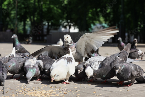 Many pigeons eating grains ...