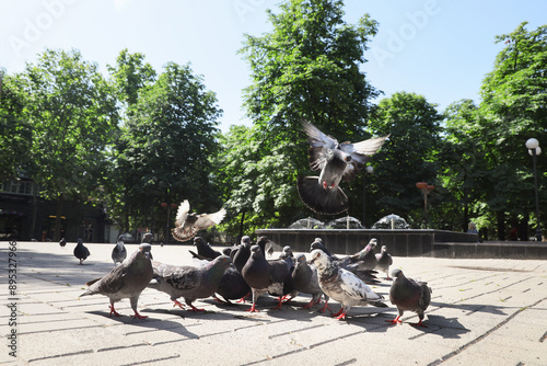 Many pigeons on pavement ou...