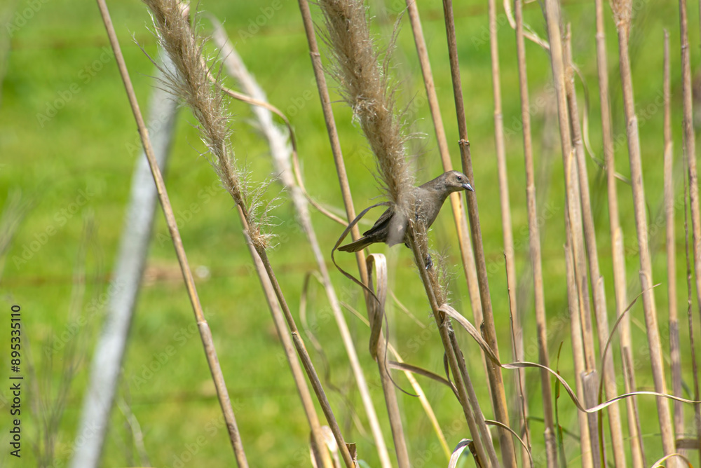 Shiny cowbird on the reefs Shiny cowbird on the reefs