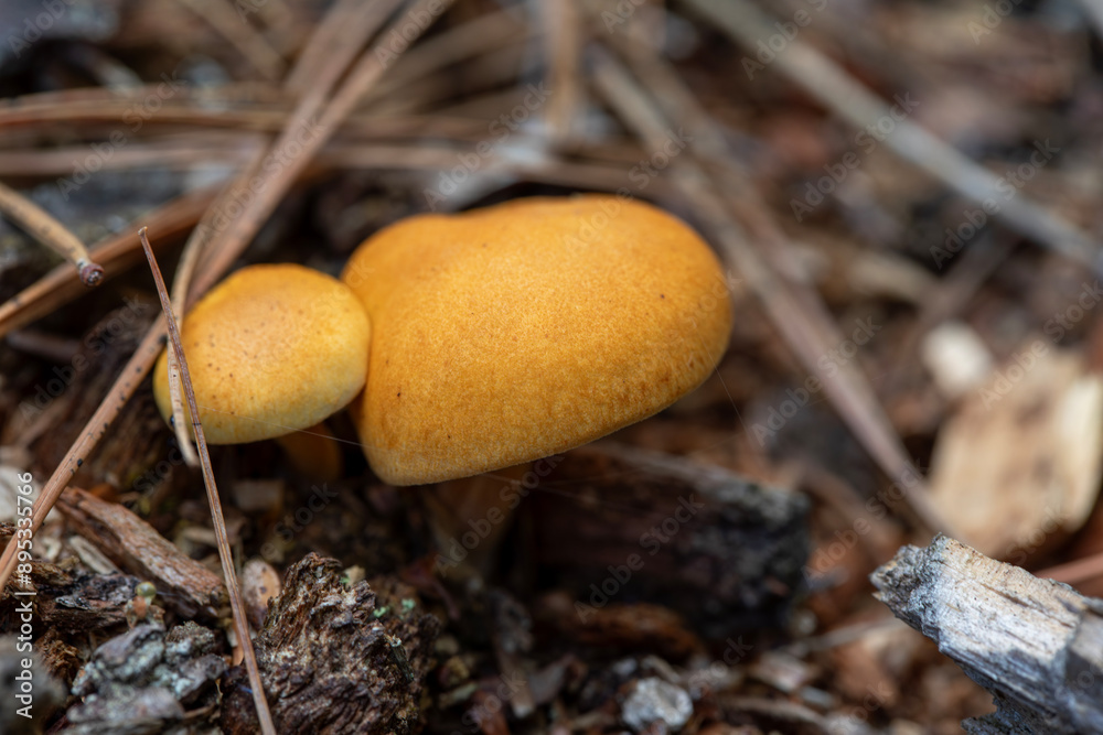 Mushrooms growing on a peninsula in the Canadian Shield in Ontario. Mushrooms growing on a peninsula in the Canadian Shield in Ontario.
