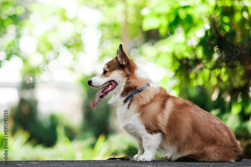 Pembroke Welsh Corgi dog on a sunny day. Sits and looks to the side, sticking out his tongue. Happy little dog. Concept of care, animal life, health, show photo