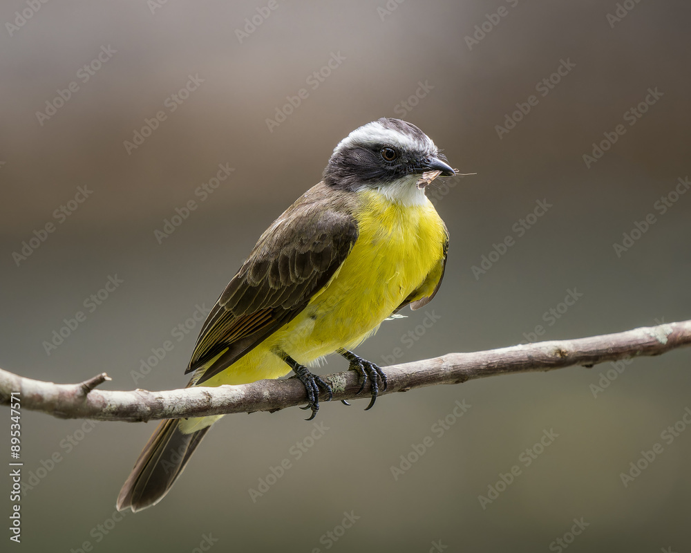 Fototapeta premium Myiozetetes cayanensis