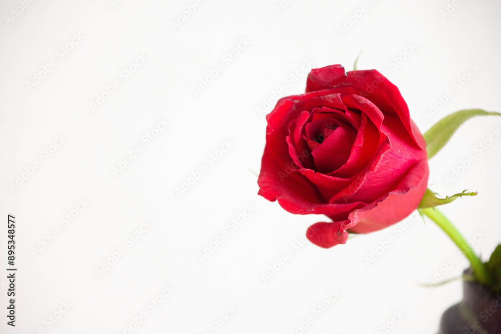 赤い薔薇 赤い薔薇