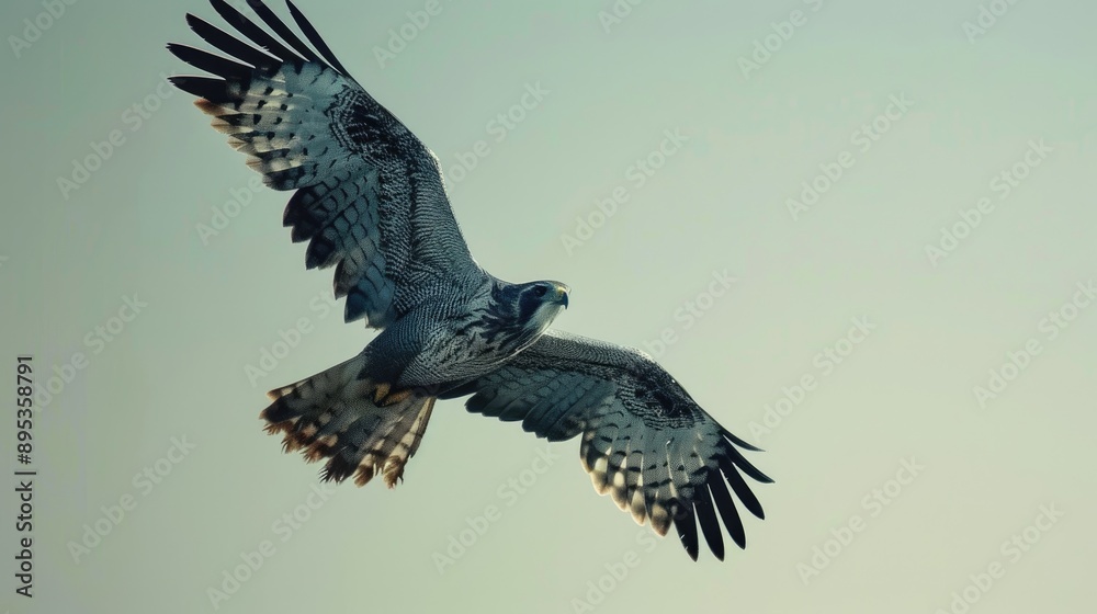 Obraz premium African harrier hawk displaying wings in flight with clear sky in the background