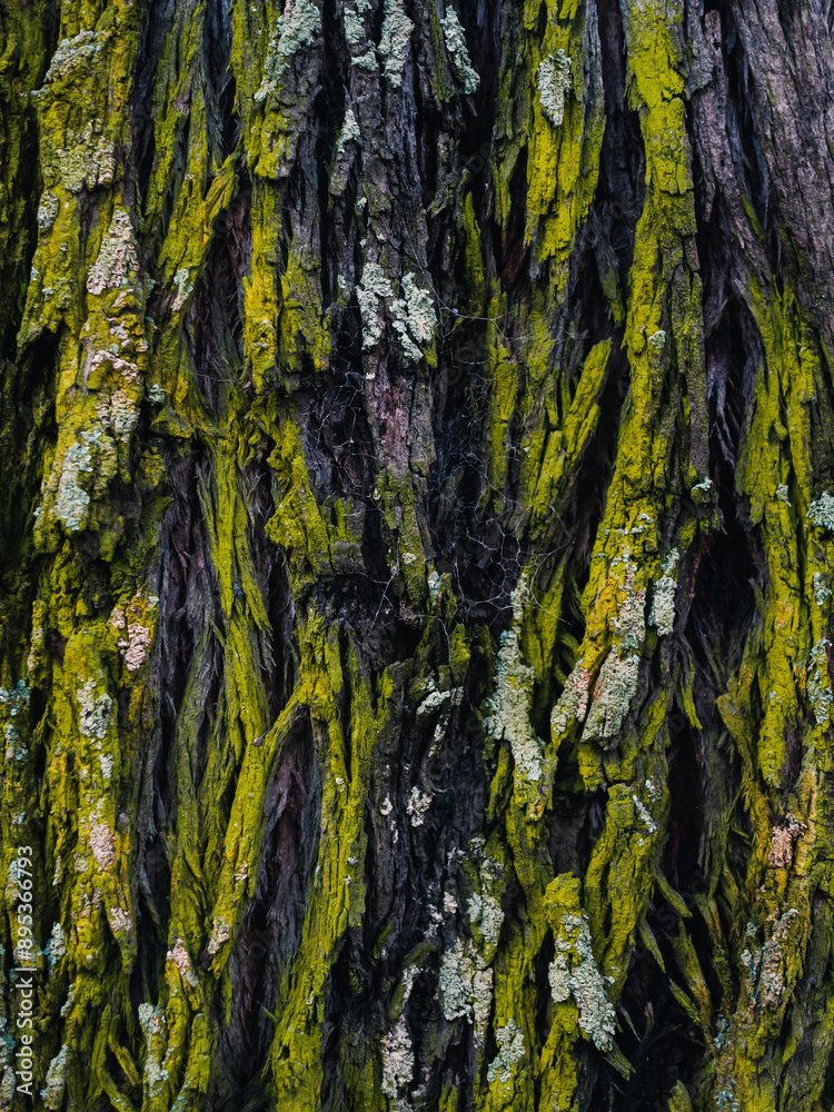 Obraz premium Tree bark