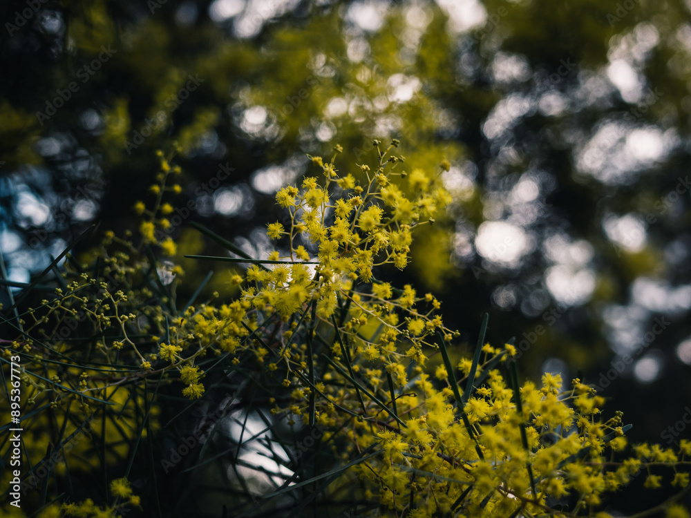 Fototapeta premium Yellow wattle