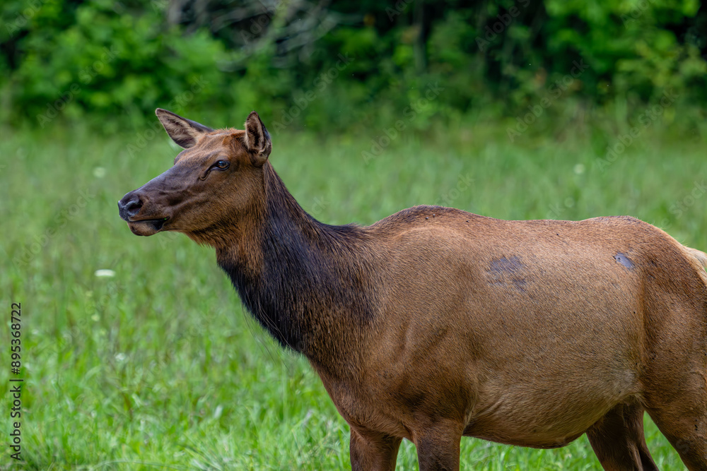 Fototapeta premium elk, cherokee, deer, animal, stag, wildlife, antlers, mammal, nature, wild, buck, forest, horns, antelope, brown, antler, grass, hunting, park, beautiful, elk, green, red deer, animals, reindeer, aler