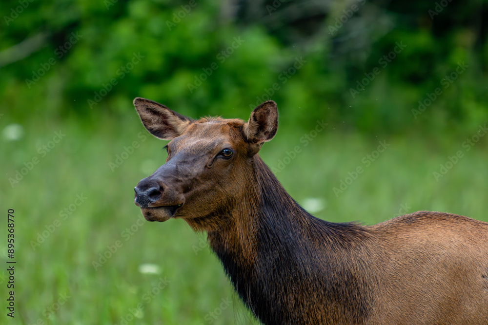Fototapeta premium elk, cherokee, deer, animal, stag, wildlife, antlers, mammal, nature, wild, buck, forest, horns, antelope, brown, antler, grass, hunting, park, beautiful, elk, green, red deer, animals, reindeer, aler