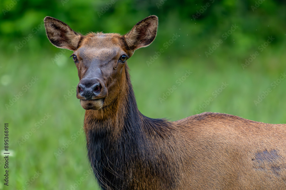 Fototapeta premium elk, cherokee, deer, animal, stag, wildlife, antlers, mammal, nature, wild, buck, forest, horns, antelope, brown, antler, grass, hunting, park, beautiful, elk, green, red deer, animals, reindeer, aler