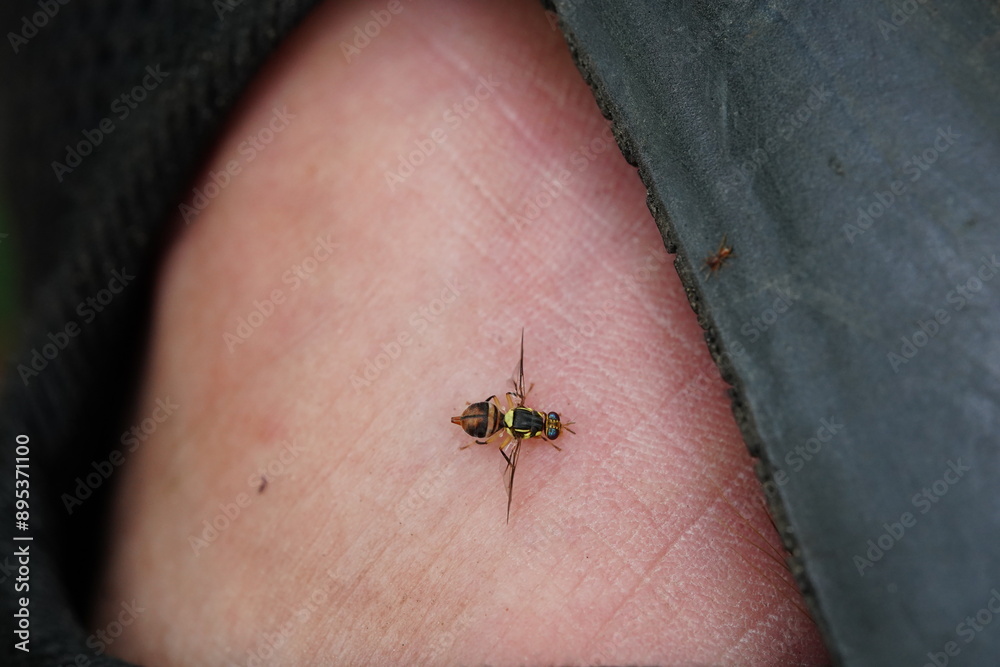 Bactrocera correcta found in vegetable plots. Bactrocera correcta found in vegetable plots.