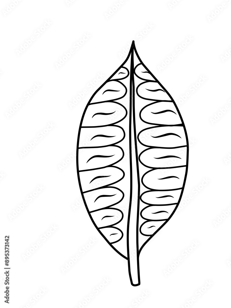Outline monstera leaf. Hand drawn sketch black and white tropical plants vector illustration. Palm leaf line art. Engraved style. Outline monstera leaf. Hand drawn sketch black and white tropical plants vector illustration. Palm leaf line art. Engraved style.