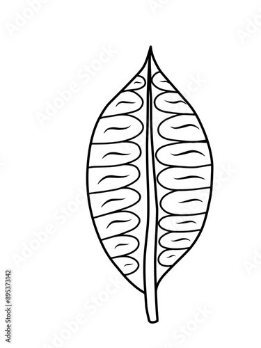 Outline monstera leaf. Hand drawn sketch black and white tropical plants vector illustration. Palm leaf line art. Engraved style.