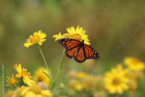 Canvas Print Monarch butterfly on a yellow flower