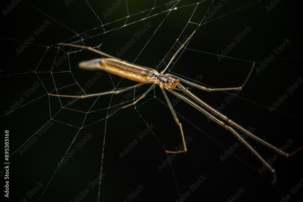 Yellow long-legged spider on the web.