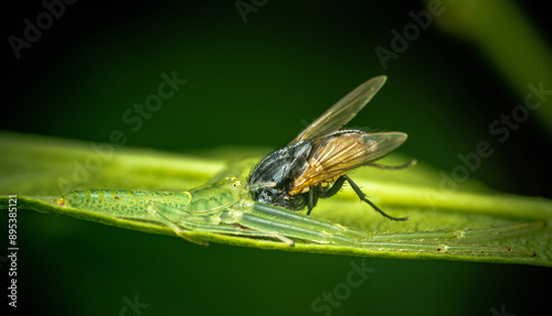 Oxytate virens eat fly on green leaf. photo