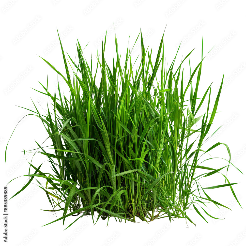 Obraz premium Lush Green Grass Isolated on white background