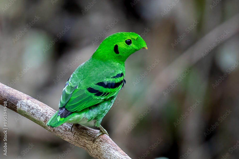 Green Broadbill, It is a beautiful bird in nature in Thailand. Green Broadbill, It is a beautiful bird in nature in Thailand.