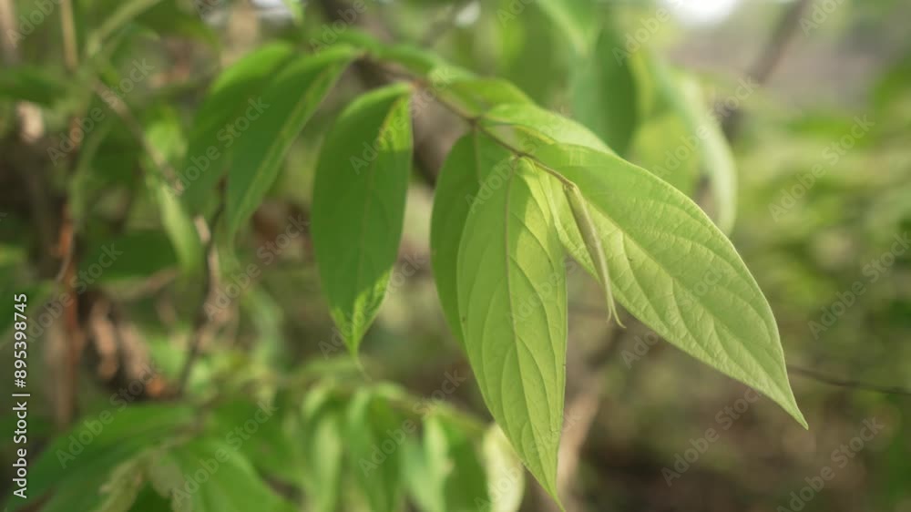 Green leaves on a tree branch gently swaying in the sunlight Green leaves on a tree branch gently swaying in the sunlight