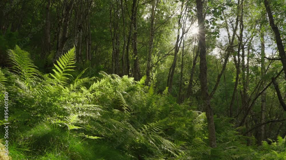 Green fern leaf texture in lush forest landscape, static view