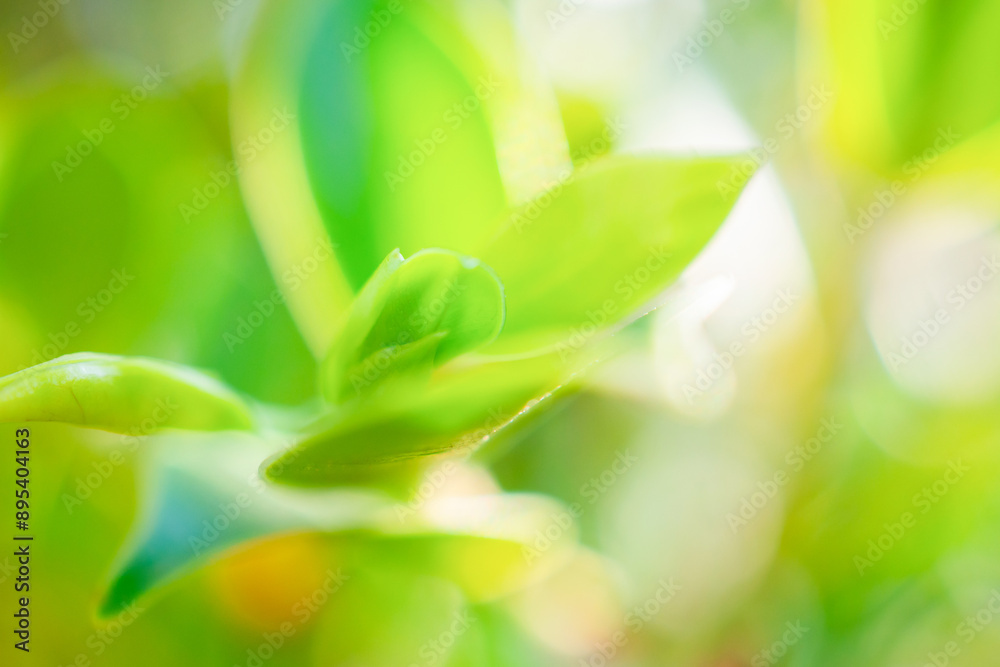 Natural plant green leaf in garden with bokeh background Natural plant green leaf in garden with bokeh background