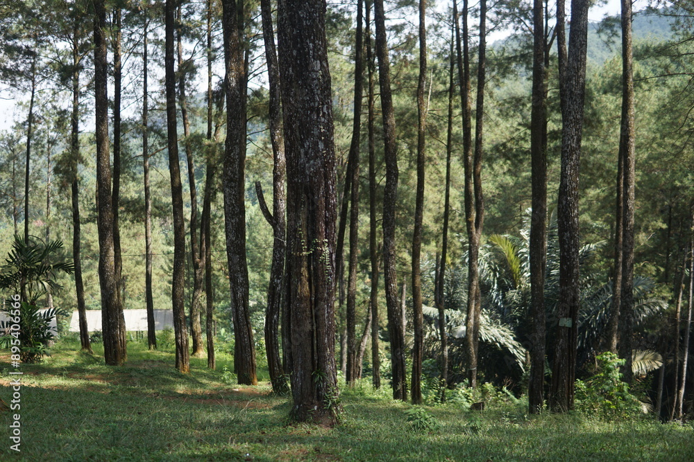 Fototapeta premium Pinewood forest