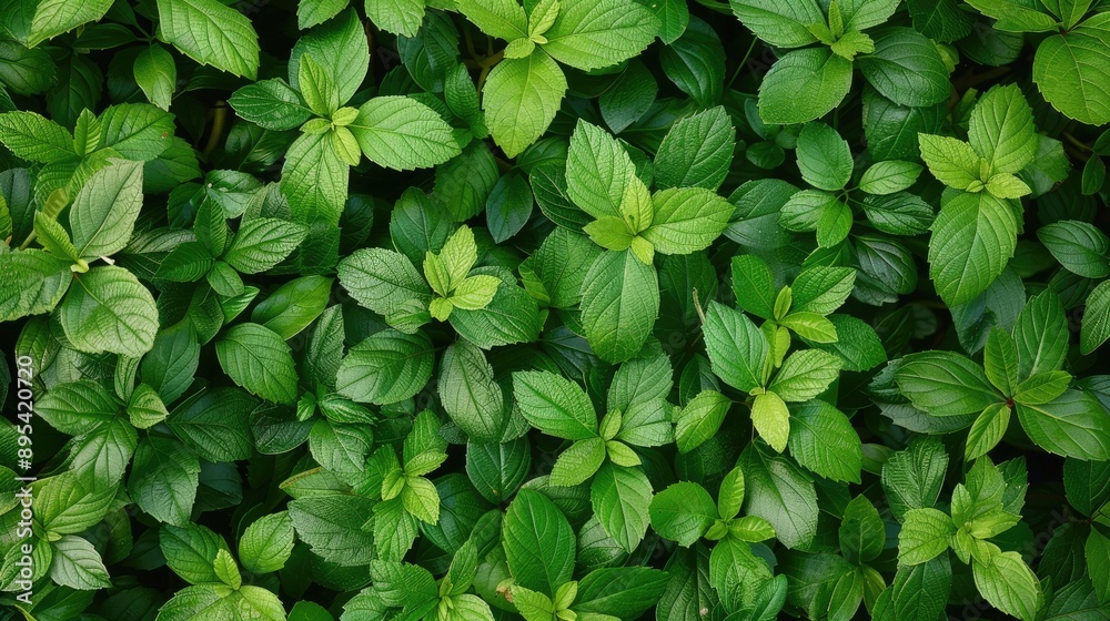 Green leafy shrub for texture background. Dense vegetation close-up, horizontal image. Green leafy shrub for texture background. Dense vegetation close-up, horizontal image.
