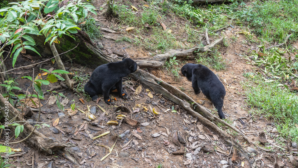 Two biruangs are feeding in the Bornean Sun Bear Conservation Centre ...