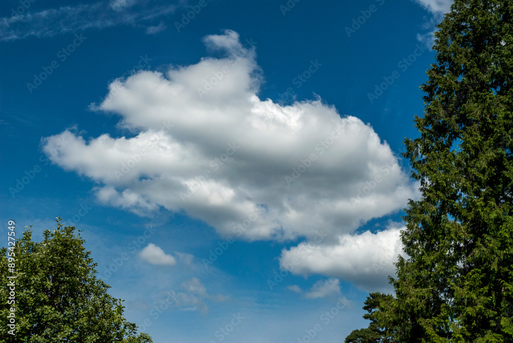 Fluffy clouds in a blue sky framed by trees on an early summer day_06302010_679. Fluffy clouds in a blue sky framed by trees on an early summer day_06302010_679.
