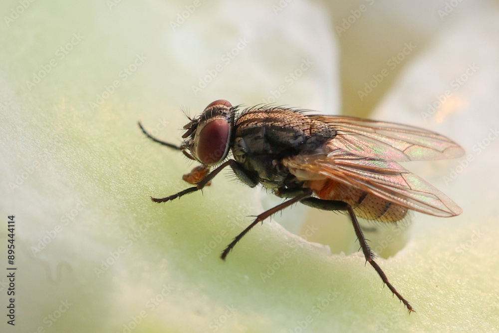 Fly or housefly looking for food. Flies are carriers of various diseases such as food poisoning, dysentery, cholera. Fly or housefly looking for food. Flies are carriers of various diseases such as food poisoning, dysentery, cholera.