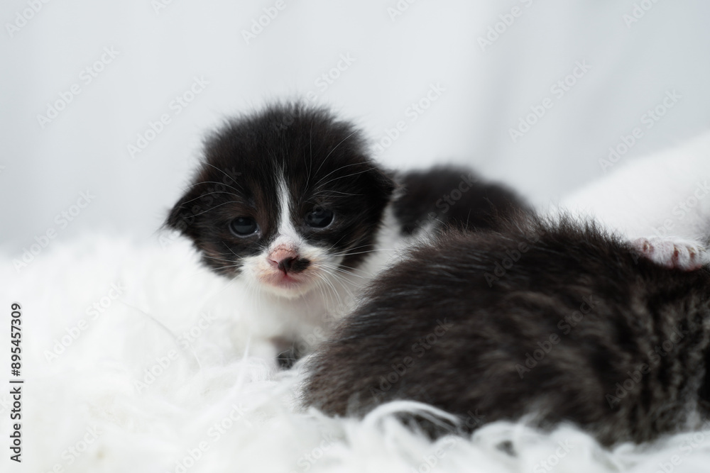 Cute kitten sleeping, yawning and lazing on a white rasfur carpet. International cat day concept. Cute kitten sleeping, yawning and lazing on a white rasfur carpet. International cat day concept.