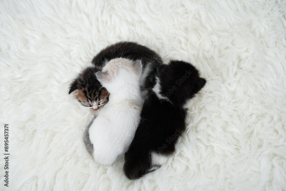 Cute kitten sleeping, yawning and lazing on a white rasfur carpet. International cat day concept. Cute kitten sleeping, yawning and lazing on a white rasfur carpet. International cat day concept.