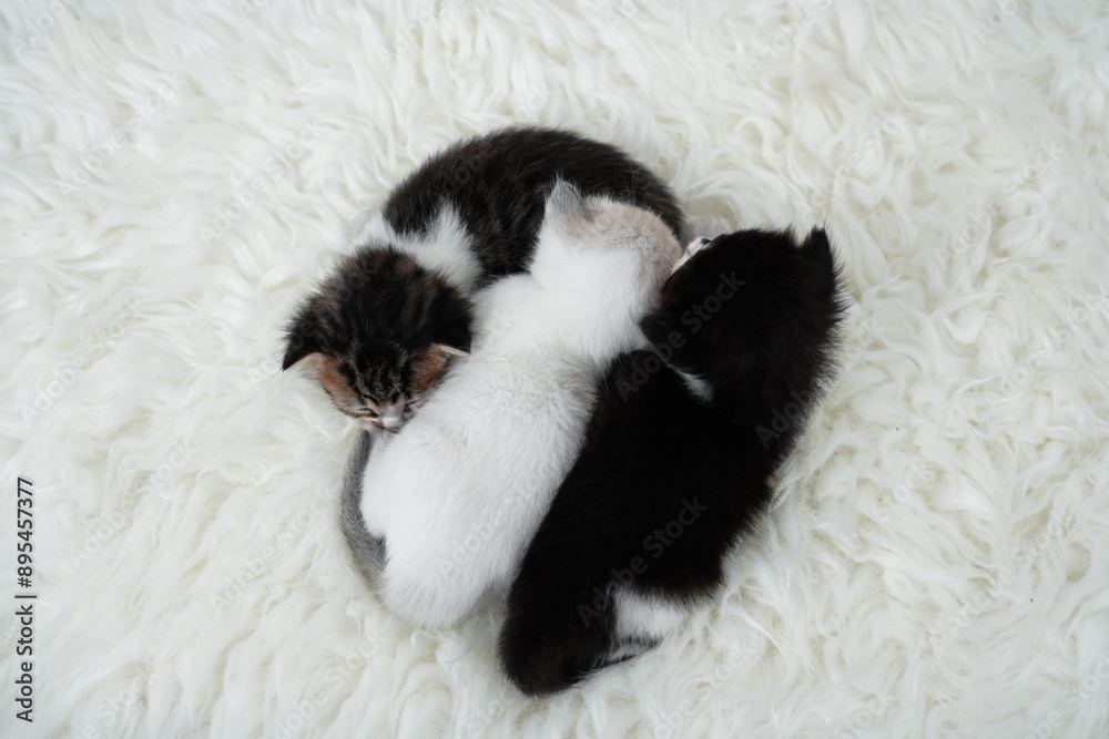 Cute kitten sleeping, yawning and lazing on a white rasfur carpet. International cat day concept. Cute kitten sleeping, yawning and lazing on a white rasfur carpet. International cat day concept.