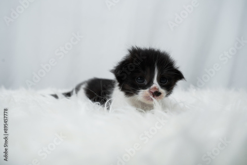 Cute kitten sleeping, yawning and lazing on a white rasfur carpet. International cat day concept.