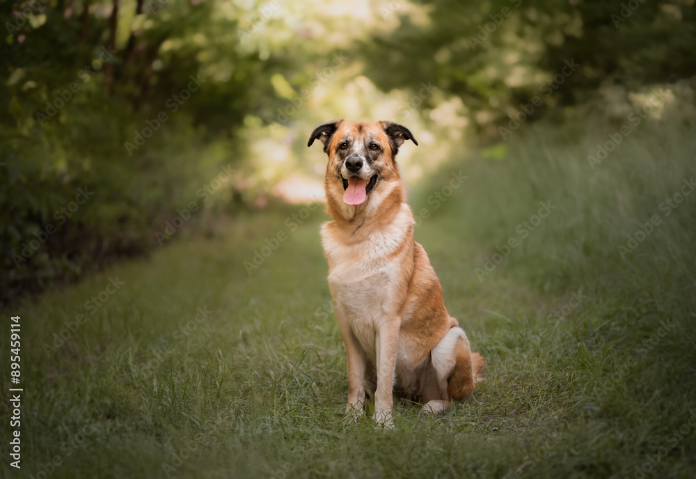 Portrait of a large dog sitting in nature. Portrait of a large dog sitting in nature.