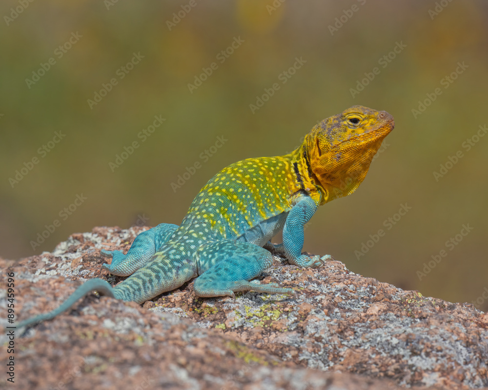 Male Eastern Collared Lizard, the state Reptile of Oklahoma Male Eastern Collared Lizard, the state Reptile of Oklahoma