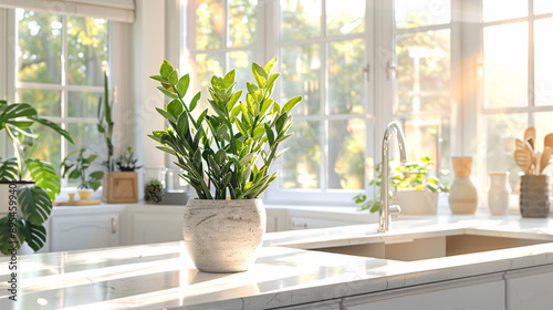 A Zamioculcas zamiifolia in a modern pot, displayed on a bright kitchen counter with natural light streaming through large windows, surrounded by clean, contemporary decor, presented in UHD 