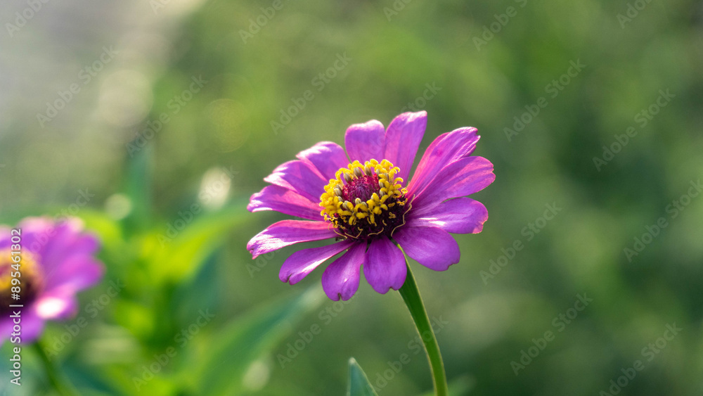 Zinnia elegans flower close up