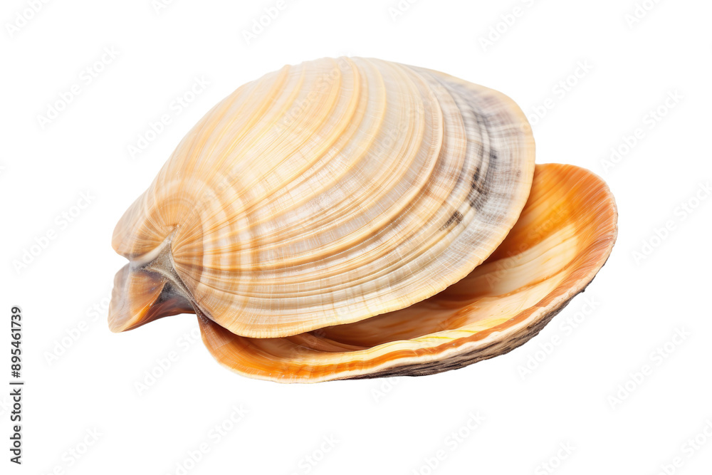 Fresh Clams Isolated on Transparent Background Fresh Clams Isolated on Transparent Background