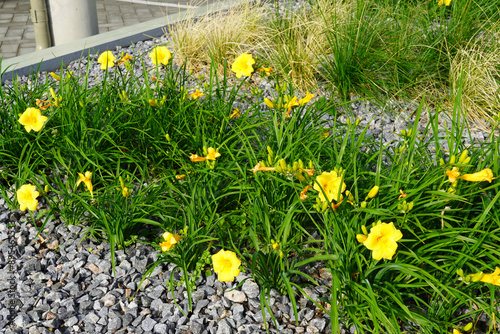 Close up of blooming yellow flowers of Stella D'Oro, Daylily. Grey stones in the front and back. Sunny summer day. Tallinn, July 2024