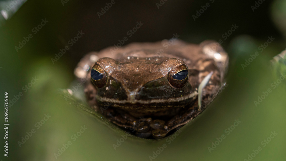 Obraz premium Close Up of a Common Tree Frog on a Leaf