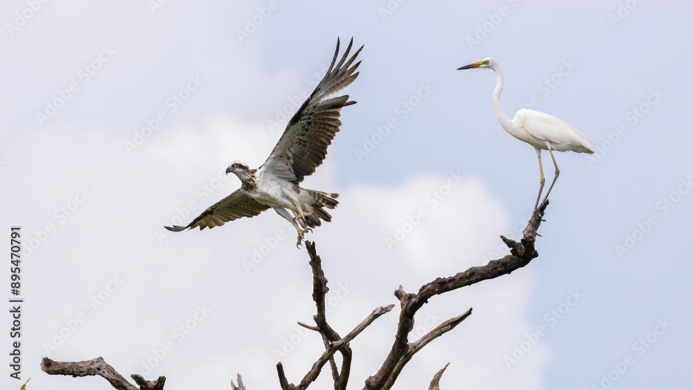 A Flying Osprey and a Perching Great Egret A Flying Osprey and a Perching Great Egret