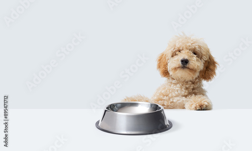 Canvastavla Cute Poodle and empty bowl