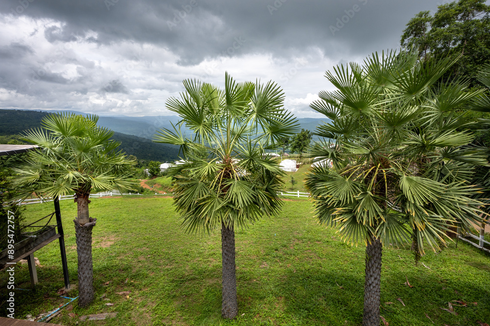 Fototapeta premium Palm trees and nature, rainy season atmosphere