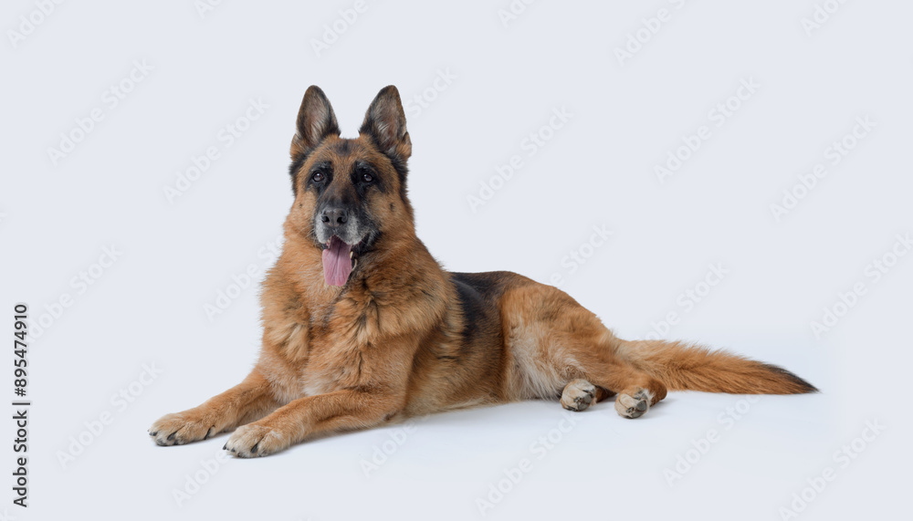 Senior female German Sheperd lying down Senior female German Sheperd lying down