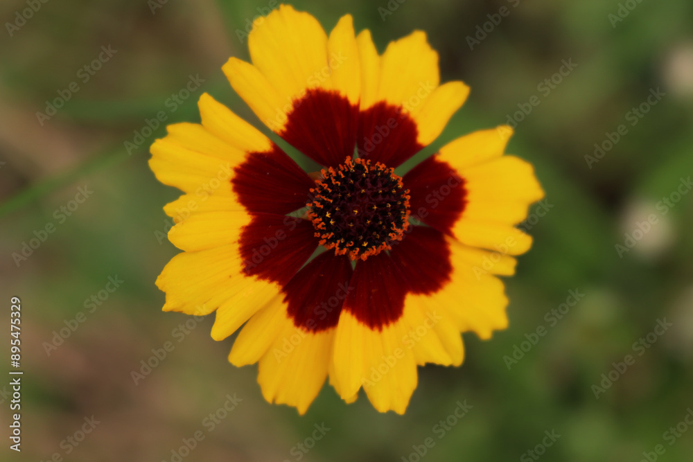 Close-up of yellow and brown Indian blanket flower. Gaillardia plant in bloom on summer in the meadow Close-up of yellow and brown Indian blanket flower. Gaillardia plant in bloom on summer in the meadow