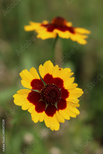 Close-up of yellow and brown Indian blanket flower. Gaillardia plant in bloom on summer in the meadow