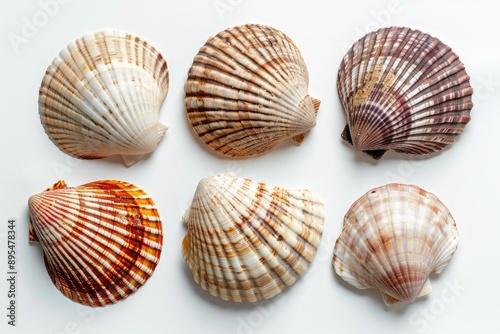 Serene composition of delicate seashells 