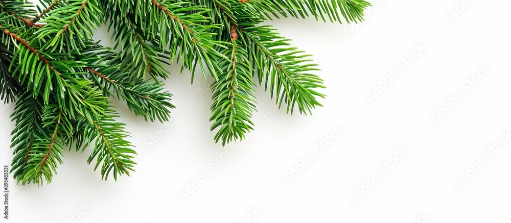 Pine Leaves Frame with White Background Pine Leaves Frame with White Background