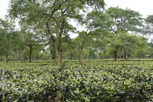 Monabarie Tea Estate at Biswanath District of Assam is Asia's Largest Tea Estate. photo